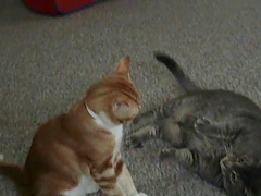 Lewd brunette solo model in a thong enjoys playing with her cats