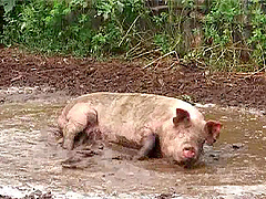 Overweight slut gets fucked hard outdoors in a pig farm
