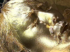 Japanese woman covered in golden paint fucked hard by her partner