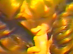 Retro porn with the hottest retro babes and blowjobs